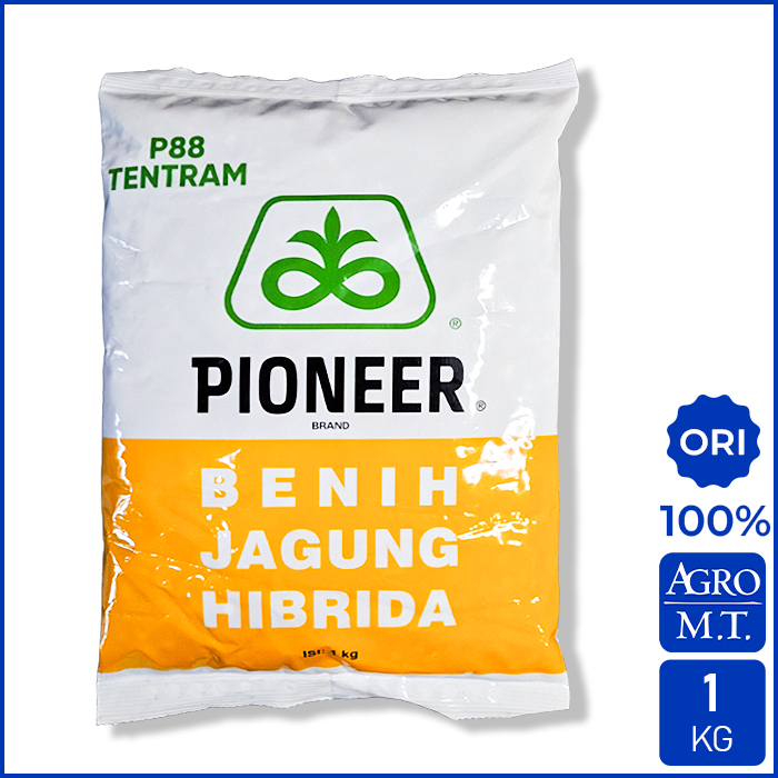 Benih Jagung Hibrida P88 TENTRAM (1KG) Tahan Bulai PIONEER - ORI Corteva