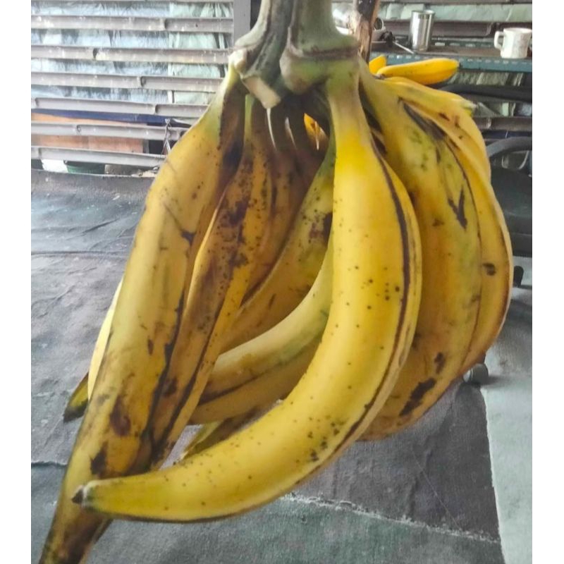 

PISANG TANDUK 1KG JUMBO ISI 3-5BIJI