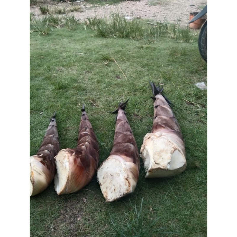 

REBUNG BAMBU BETUNG/PETUNG FRESH LANGSUNG DARI POHON | COCOK UNTUK SAYUR ISI LUMPIA DLL. HARGA PER KILO