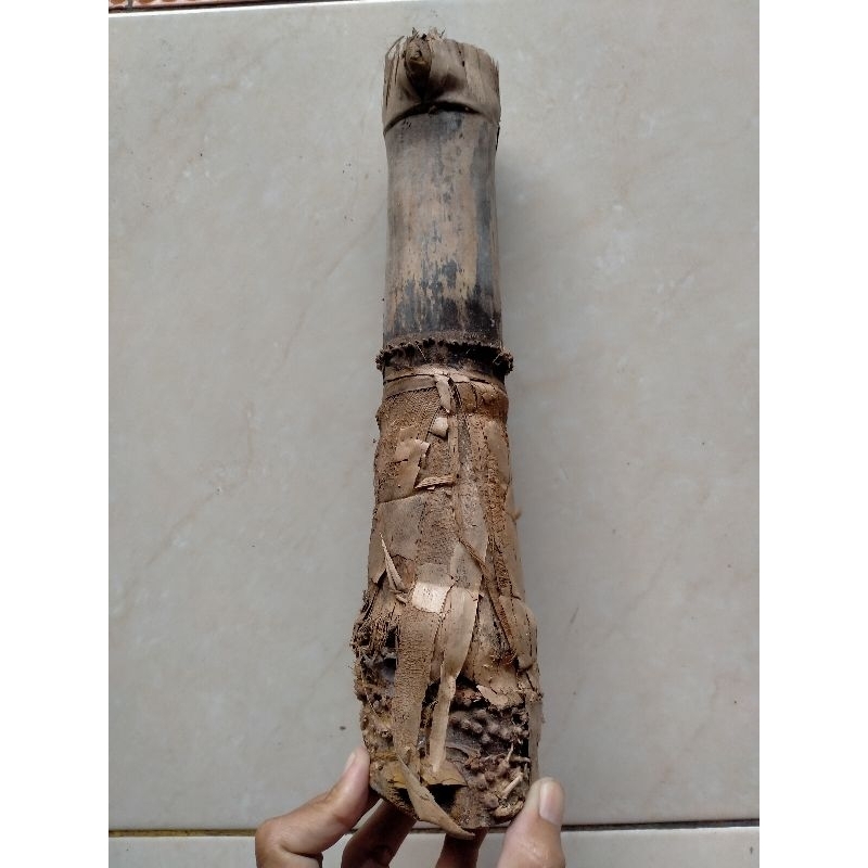 BAMBU UNIK PETUK SLUMPRING PENUH KEREN BOS