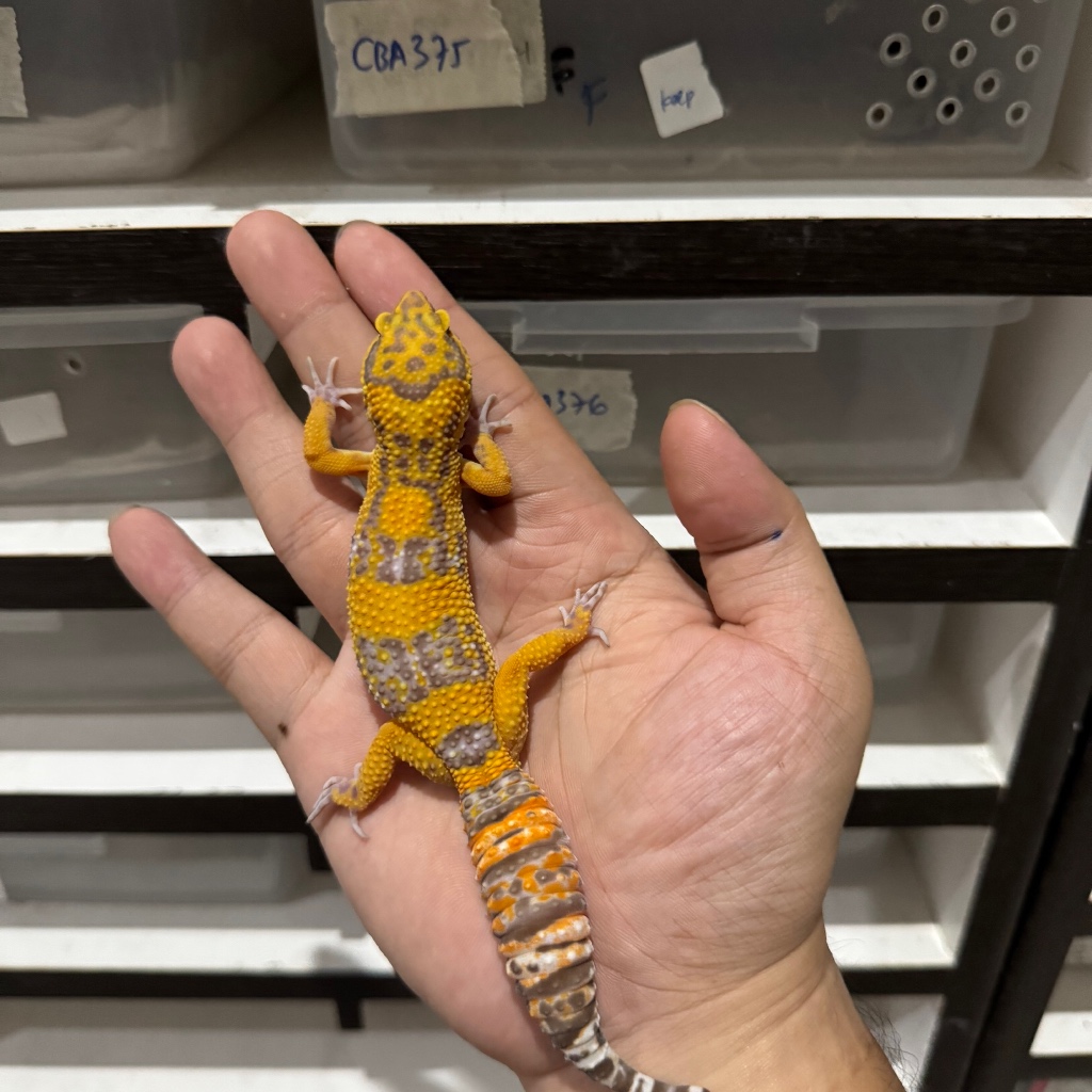 Tremper Lavender Fire Line CBB248 Betina Mainan Anak Lucu Jinak Gecko Geko Leopard Gecko