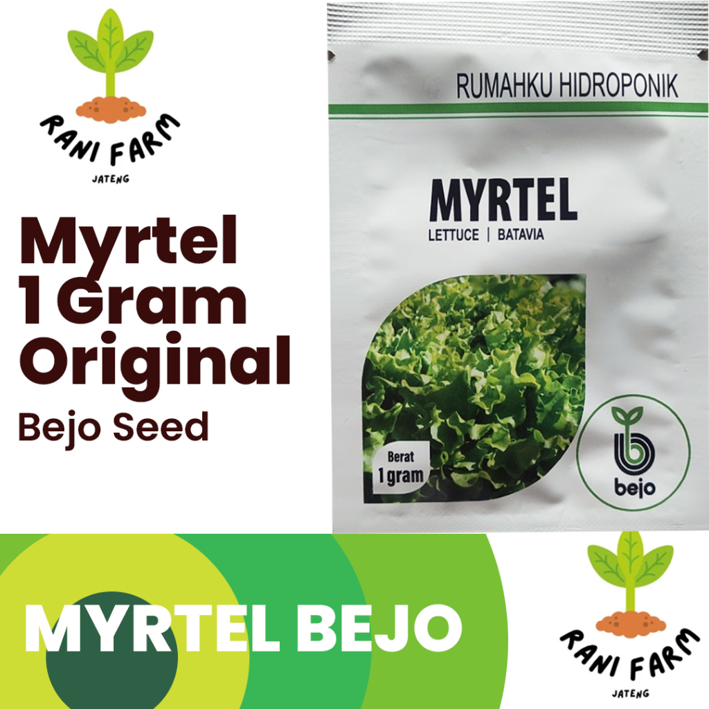 Benih Bibit Selada Batavia MYRTEL Hijau Keriting Original Bejo Seed mrytel Mertel
