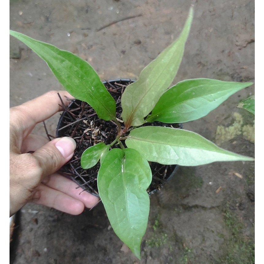 Anthurium Obor - Bibit Tanaman Hias Anthurium Obor - Antorium Obor