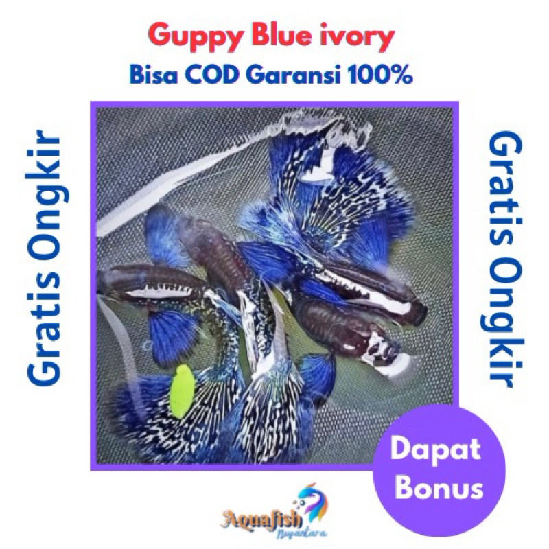 Guppy Blue Ivory | Hiasan Aquatic