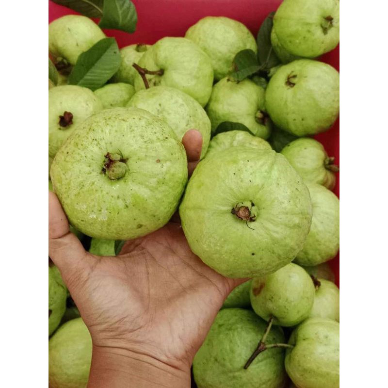 

(MURAH) Jambu Kristal Asli Kebumen 1 kg GRADE A