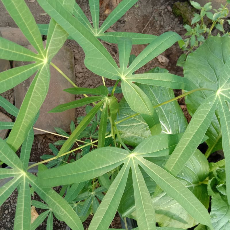 [1pcs] Bibit Daun Singkong Sayur