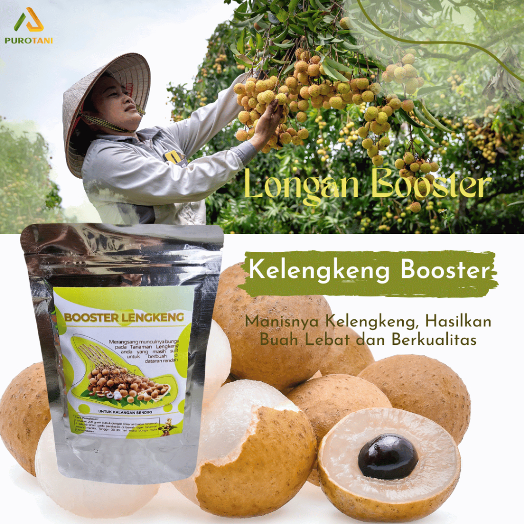 booster kelengkeng kclo3 boster klengkeng KCLO3