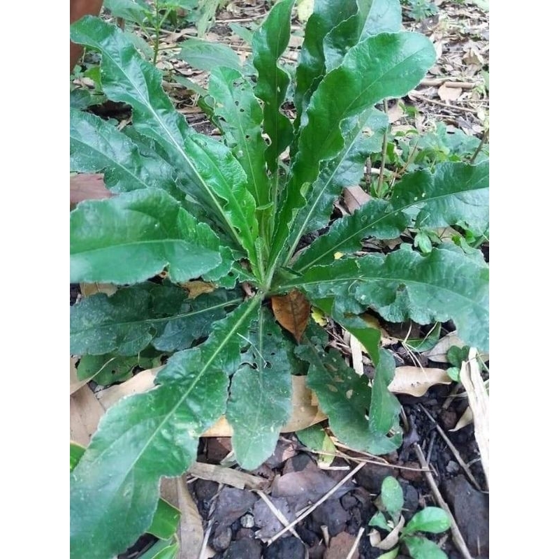 

daun tapak lima segar 100gr