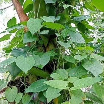

Daun kentut atau daun sembukan (kahitutan)