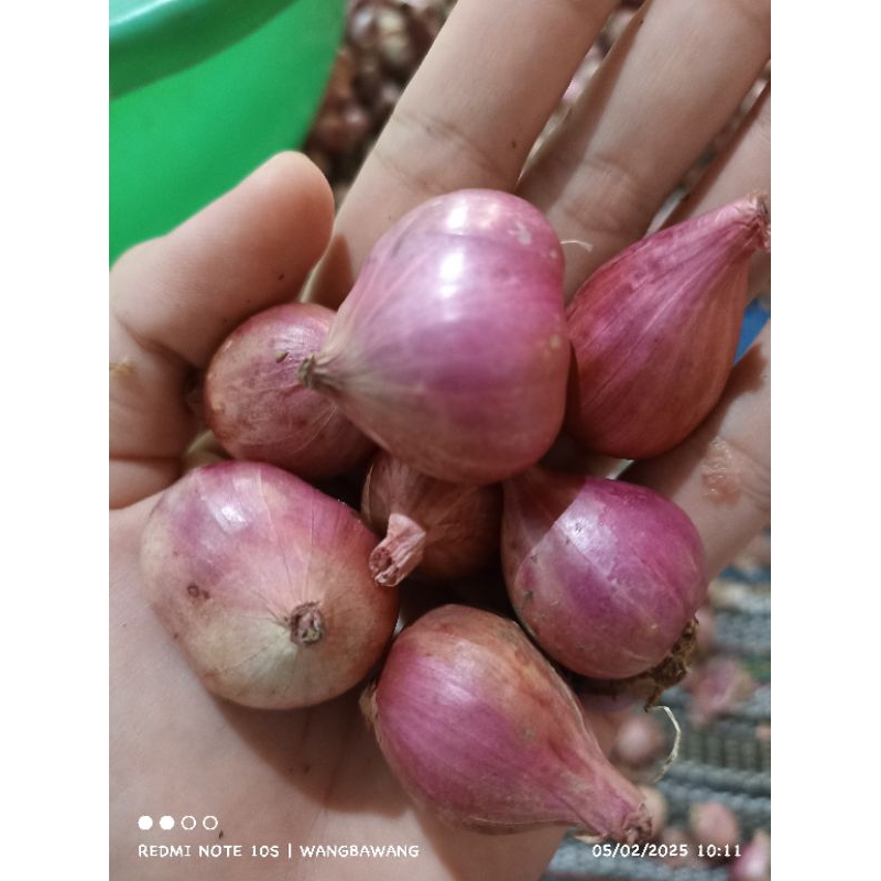 

BAWANG MERAH TANGGUNG BESAR MURAH 1KG