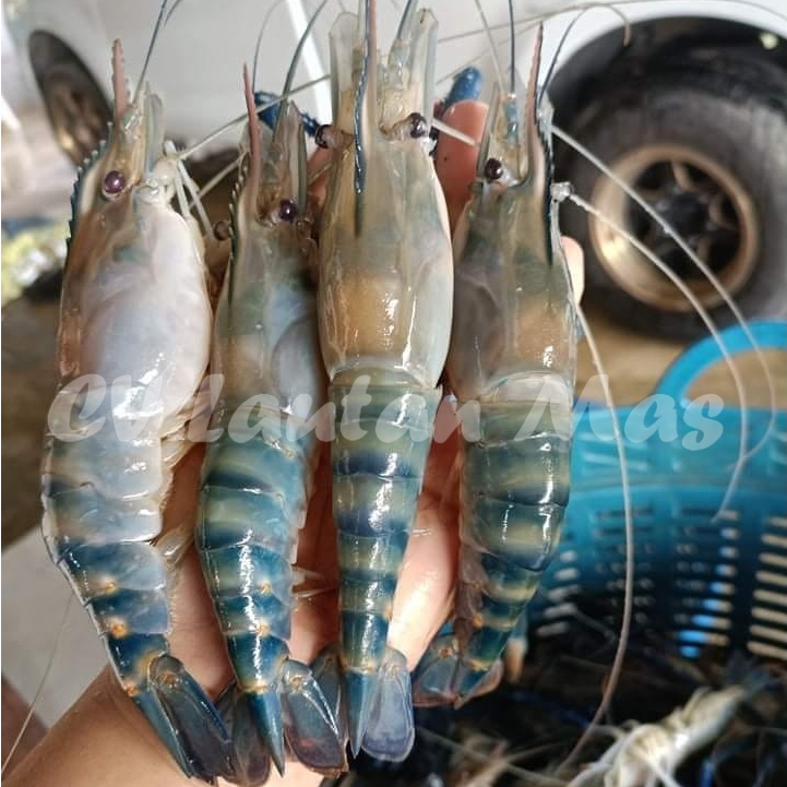 

Udang Galah Segar Udang Gala 1Kg