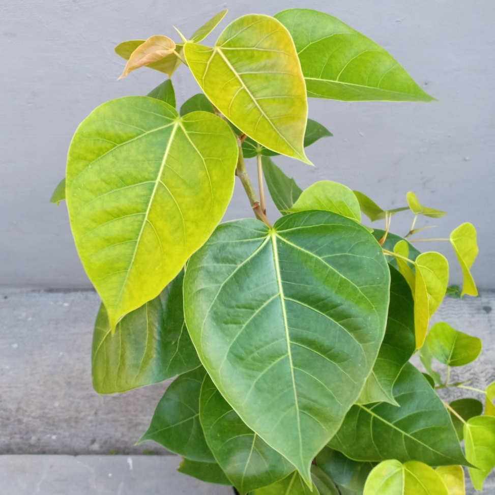 Bibit Tanaman / Pohon Ancak (Ficus rumphii) Asli