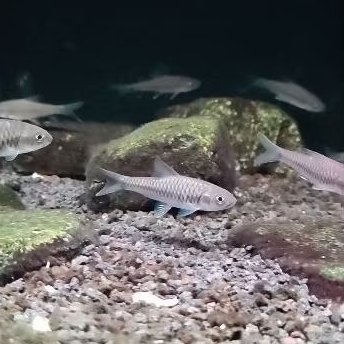 

mahseer neo heter 8 cm