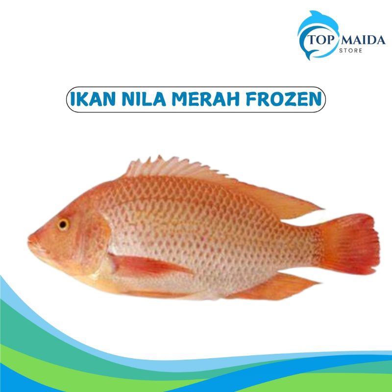 

Ikan Nila Merah Premium 1Kg Frozen || SIAP MASAK
