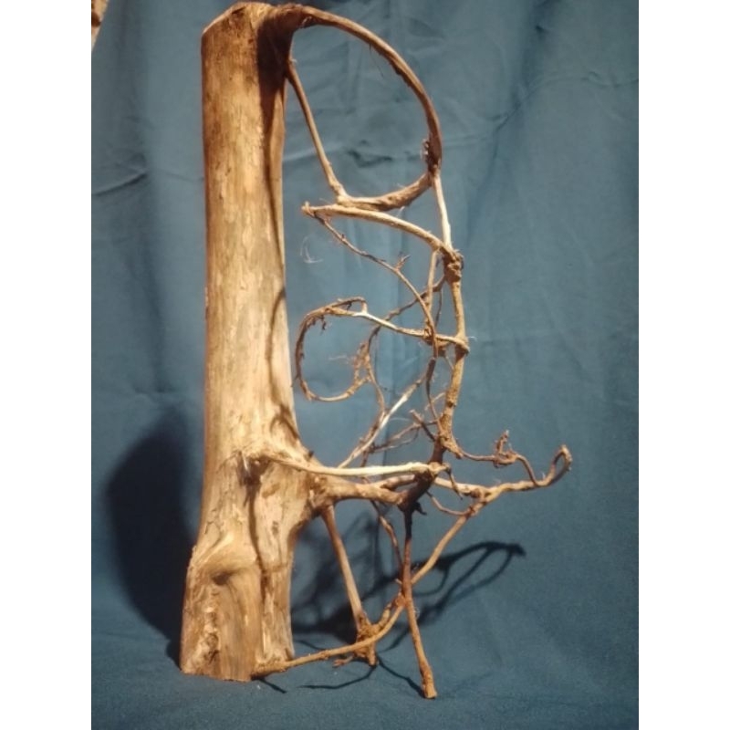 akar mimang unik asli alam