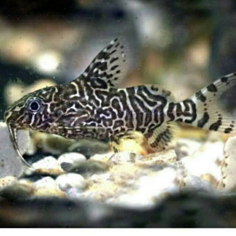 Ikan sapu sapu synodontis