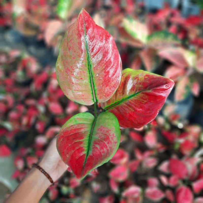 BIBIT TANAMAN HIAS AGLONEMA AYUNINDI-ANAKAN AGLONEMA AYUNINDI