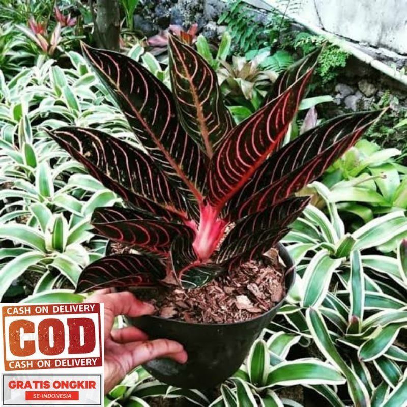 BIBIT TANAMAN HIAS AGLONEMA RED SUMATRA-ANAKAN AGLONEMA RED SUMATRA