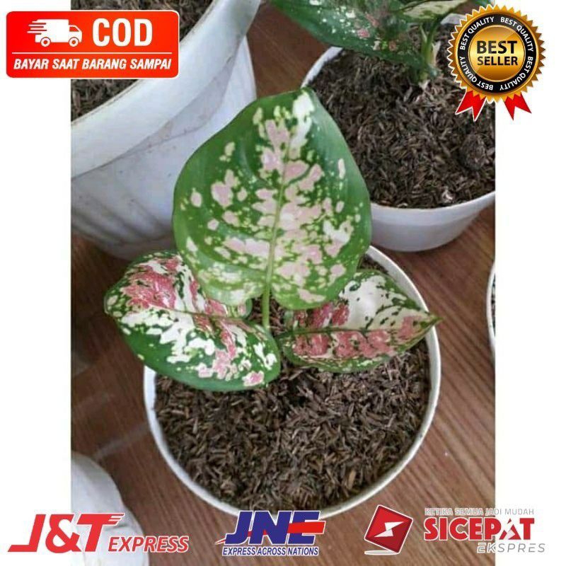 BIBIT TANAMAN HIAS AGLONEMA TRI COLOUR-ANAKAN AGLONEMA TRI COLOUR