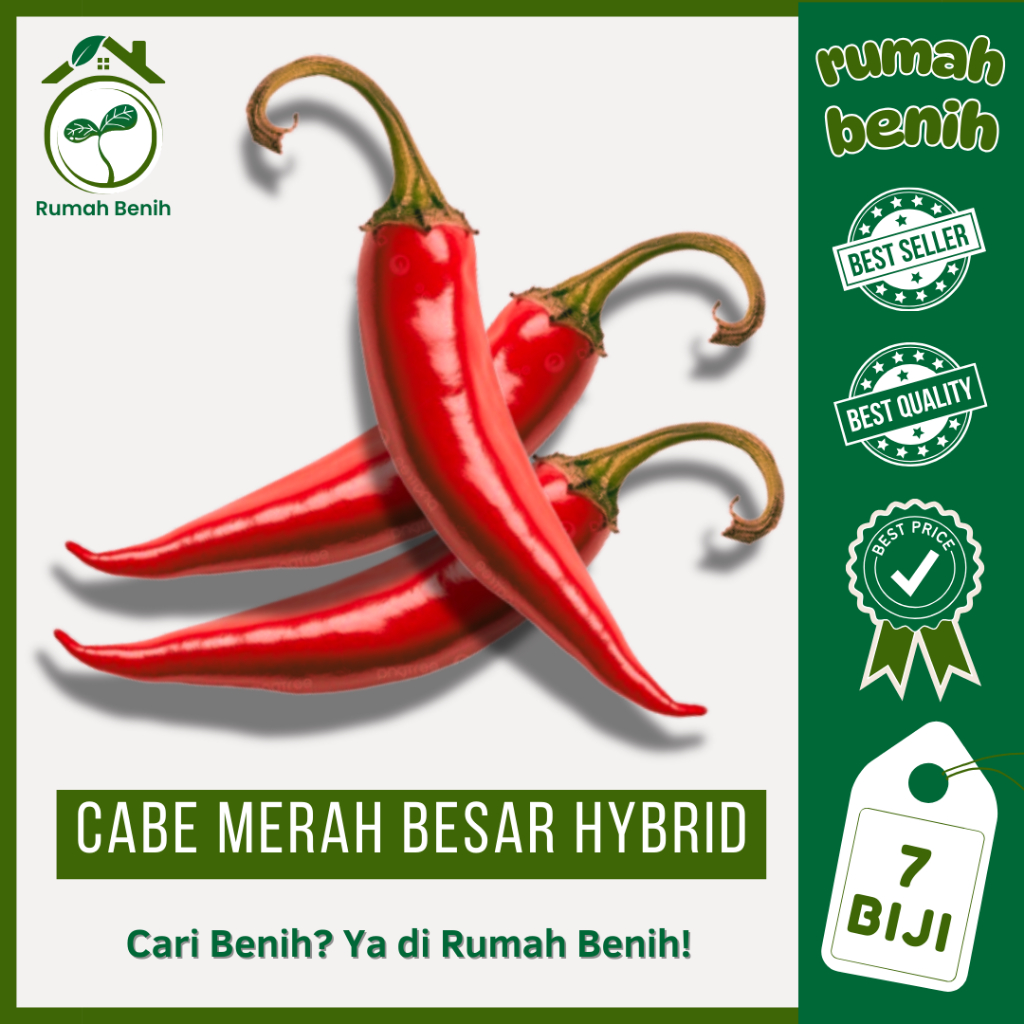 RUMAH BENIH - 7 Biji Cabe Merah Besar Lokal Hot Beuty Hibrida Kualitas Terbaik