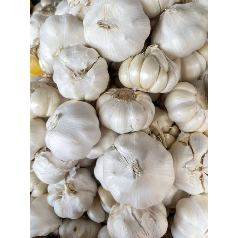 

bawang putih sincu fresh dan segar berkualitas 500g 1kg bisa cod