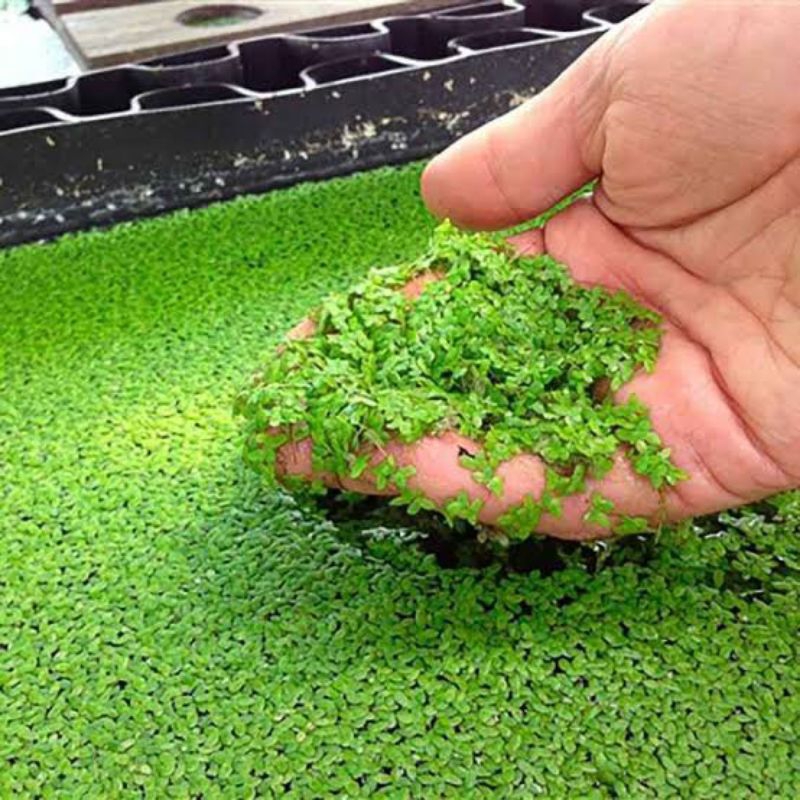 Tanaman mata lele/Lemna asli pakan alternatif ikan dari alam