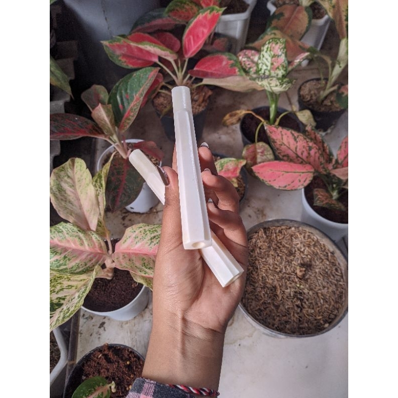 Pipa once Tulang sapi model segi delapan premium