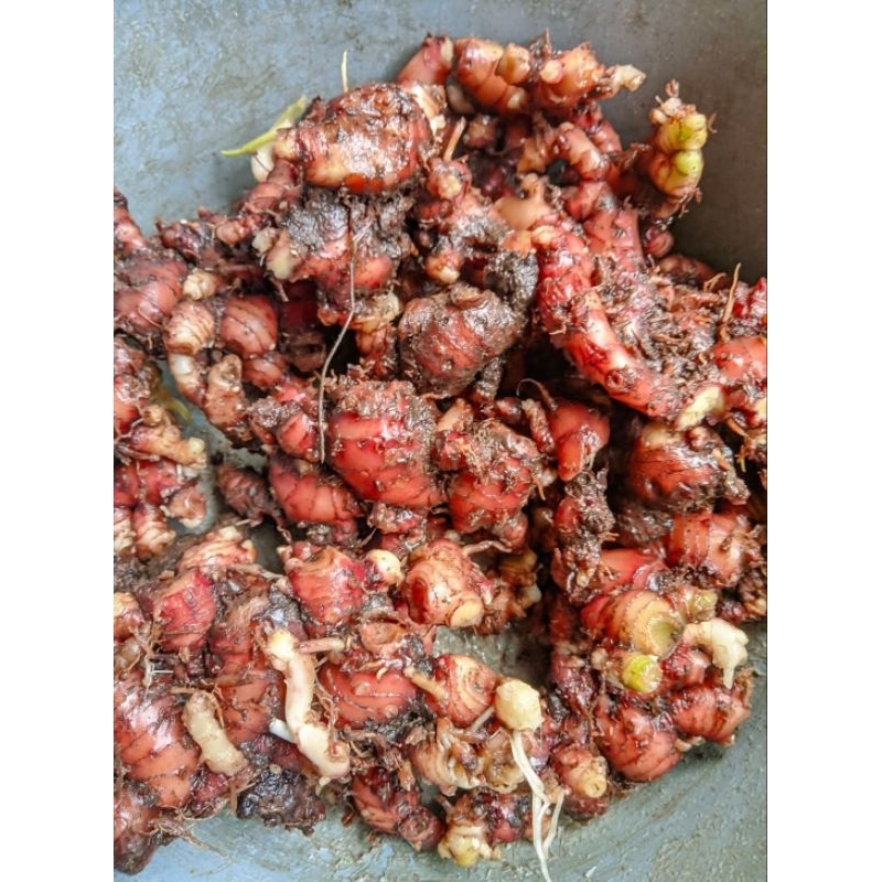 

Jahe Merah Super Segar Bersih dan Alami 150 Gram