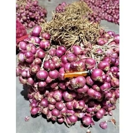 

bawang merah ber daun/bertangkai 500gram sangat murah bagus dan berkualitas