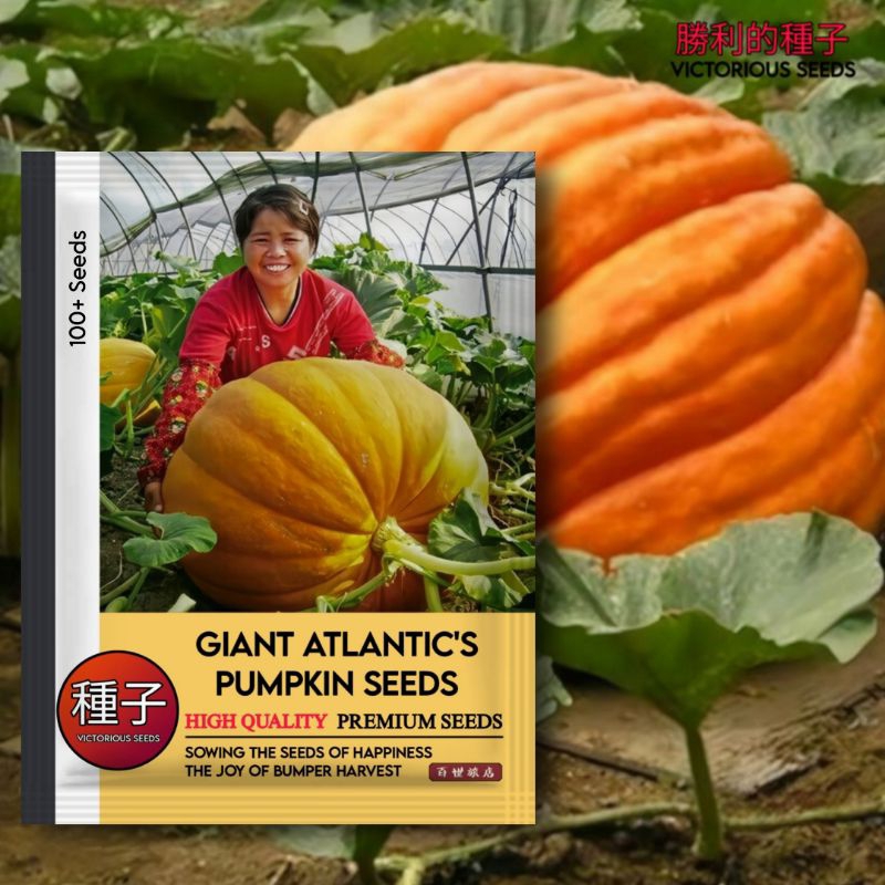 REFA (100 Butir) Benih Labu Raksasa Atlantic Giant Pumpkin F1 Kemasan Import / Buah Labu Raksasa