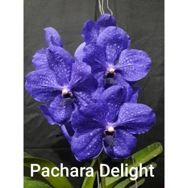 Anggrek gantung vanda pachara delight dewasa siap bunga