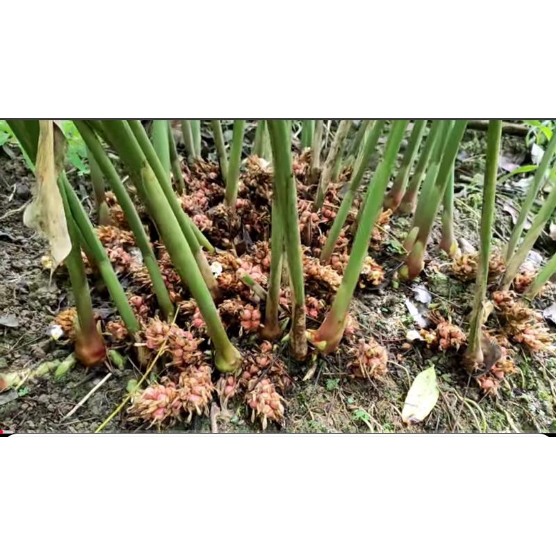 Bibit kapulaga hibrida super minimal pembelian 10batang