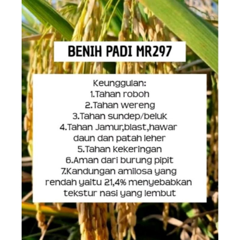 Benih bibit padi MR.297 kualitas unggul per 1 kg