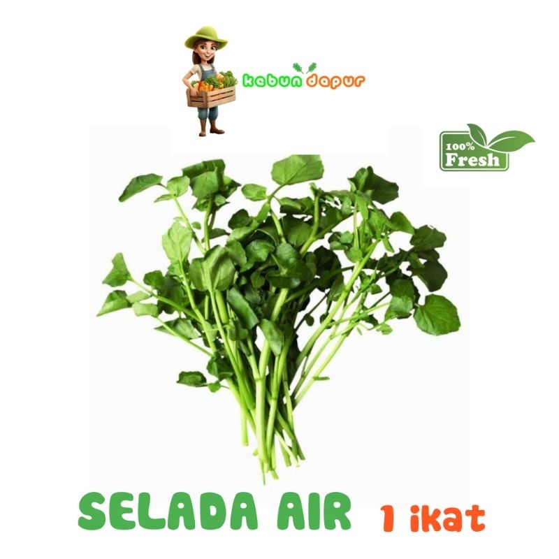 

SELADA AIR FRESH Harga per 1 ikat/pack -Kebun Dapur-