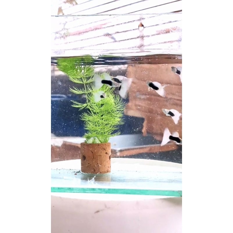 Guppy Half Black HB White  | Grade A+ | Hiasan Akuarium