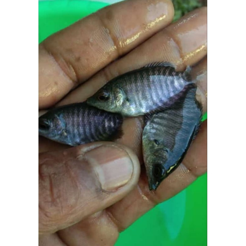 Bibit ikan gurame soang size 1-2cm paket 100 ekor