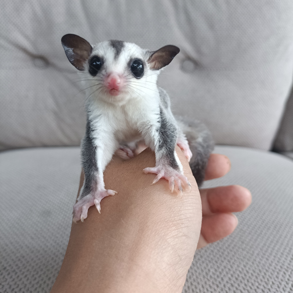 (Kurir Instant) Sugar Glider Platinum Mosaic Joey / SG PLATMOS Baby Jinak