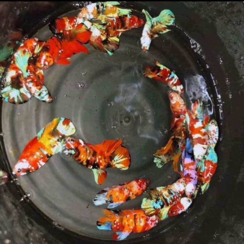 Cupang Plakat  MultiColor Jantan Top Grade