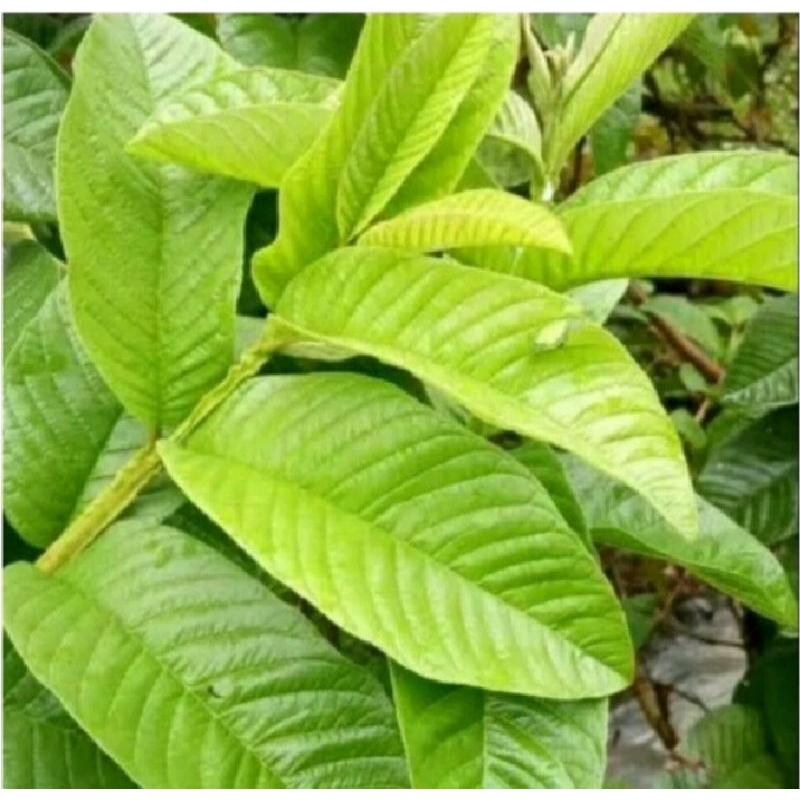 

Daun Jambu biji kering kemasan 100 lembar obat Diare