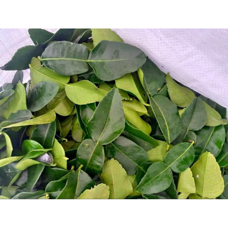 

INSTAN - DAUN JERUK BUMBU DAPUR FRESH 1 PACK