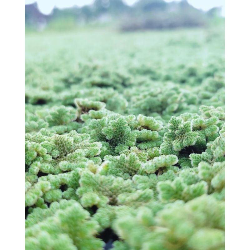 (Harga 1Kg) Azolla pakan ternak, Bibit Azolla, Azolla Super hijau, Azolla Organik