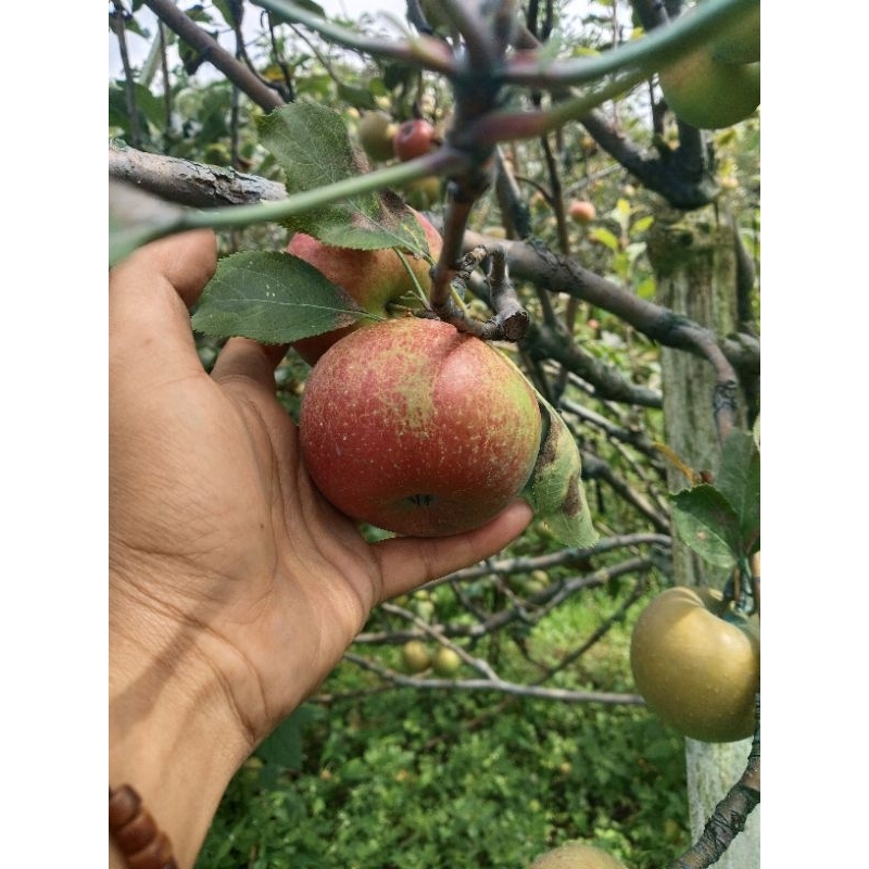 

apel romebeauty besar isi 7-9