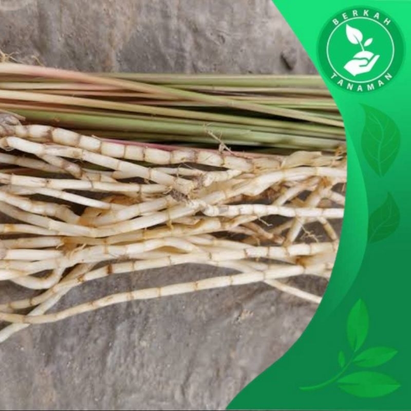 

Akar Alang-Alang Segar 500gram Untuk Kesehatan