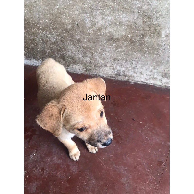 Anak Anjing Biasa/Kampung