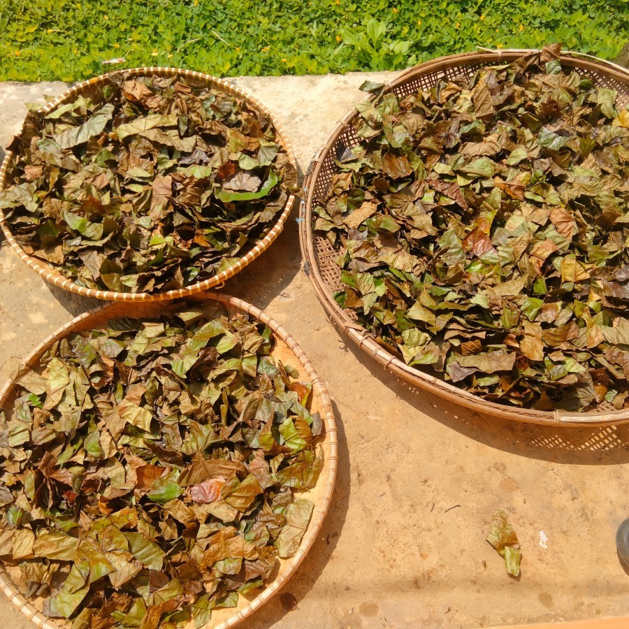 

READY Terbaik daun kopi Kering alami 100 gram