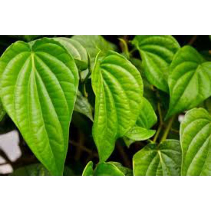 

daun sirih hijau segar 500grm