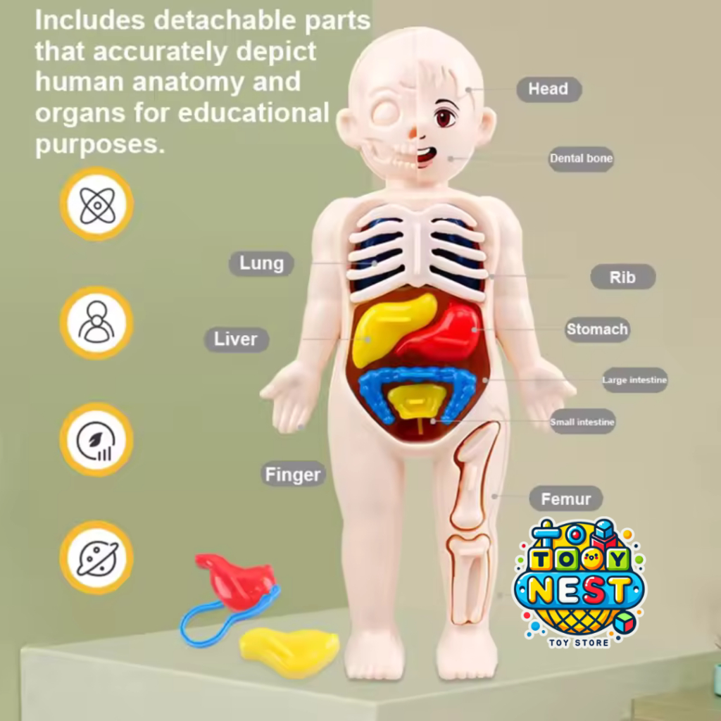 HUMAN BODY ANATOMY MODEL - MAINAN DOKTER - HUMAN ORGANS - Mainan edukasi kedokteran