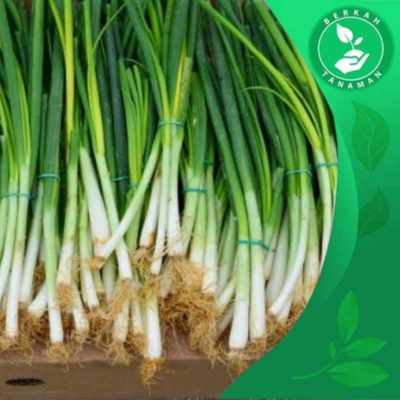 

Bibit Bawang Daun Masak Segar