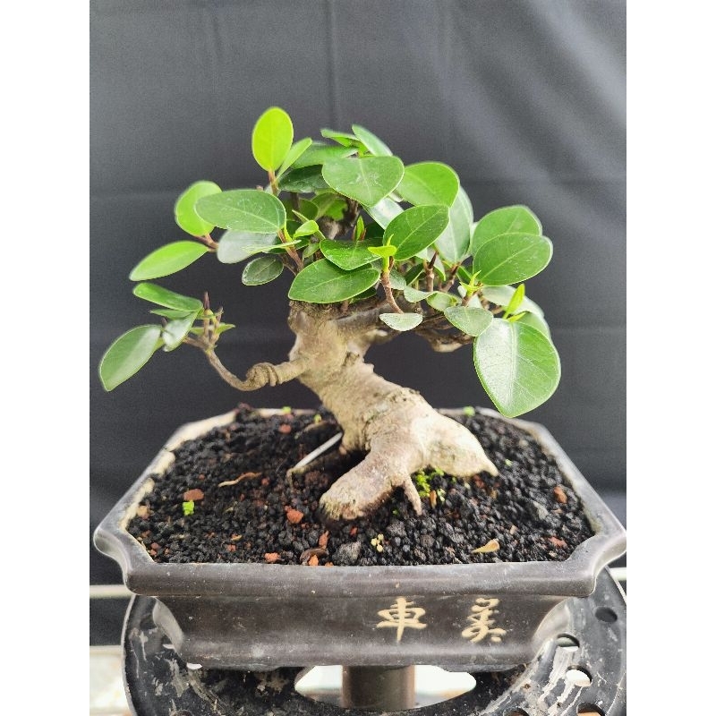 Bonsai Iprik