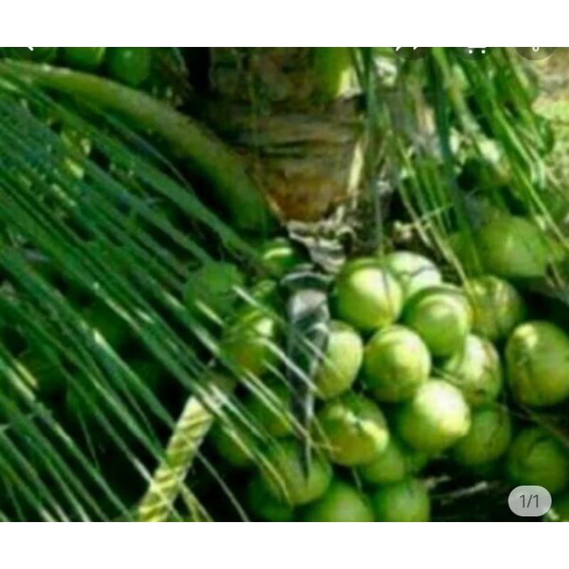

buah kelapa muda gading hijaufres